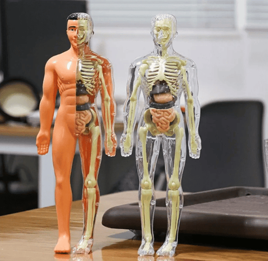 Ideales Geschenk -3D menschliches Skelett Anatomie Modell für Kinder