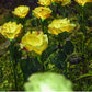 🌹🕯️ Gedenk-Solar-Rosenlichter | Warmes Licht zur Erinnerung an Ihre Liebsten 💛
